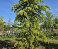 Cedrus deodara 'Aurea' - Himalayaceder 'Aurea' - 2
