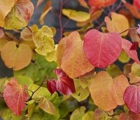 Cercis canadensis 'Eternal Flame' - Amerikaanse Judasboom 'Eternal Flame' - 4