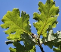 Quercus pubescens - Donzige eik - 5