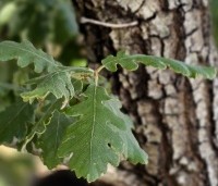 Quercus pubescens - Donzige eik - 4