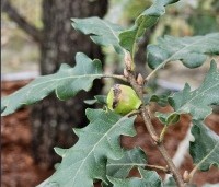 Quercus pubescens - Donzige eik - 3