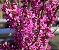 Cercis chinensis 'Avondale' - Chinese Judasboom 'Avondale'  - 6