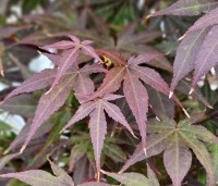 Acer palmatum 'Atropurpureum' - Japanse Esdoorn 'Atropurpureum' -  zomerblad