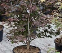 Acer palmatum 'Atropurpureum' - Japanse Esdoorn 'Atropurpureum' - zomerblad
