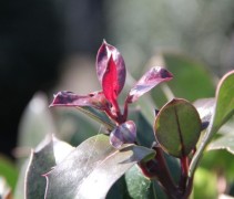 Hulst 'Camelliifolia'