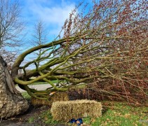 Parrotia persica 'Vanessa' 35 jaar oude boom, klaar voor transport