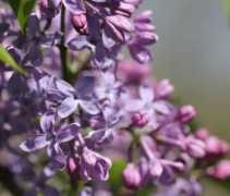 Syringa hya 'Lavender Lady'
