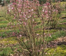Viburnum Charles Lamont