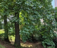 Castanea sativa - Tamme kastanje  - 1