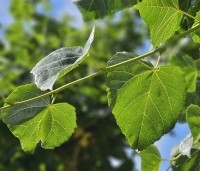 Tilia x europaea - Hollandse Linde - 2