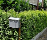 Thuja occidentalis 'Brabant' - Westerse Levensboom - 1