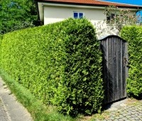 Thuja occidentalis 'Brabant' - Westerse Levensboom - 2