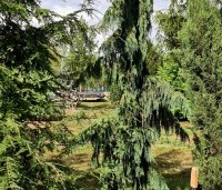 Chamaecyparis nootkatensis 'Pendula' - Treurcypres - 1