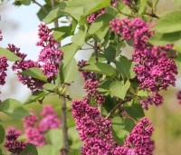 Syringa vulgaris 'Andenken an Ludwig Spath' - Gewone syring - 2