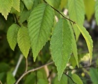 Zelkova serrata - Japanse Zelkova - 1