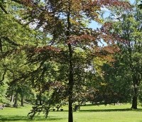 Fagus sylvatica 'Atropunicea' - Rode beuk - 3