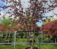 Corylus maxima 'Purpurea' - Roodbladige hazelnoot - 3