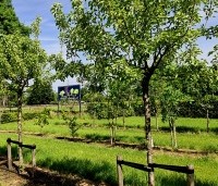 Pyrus com. 'Kruidenierspeer' - Pyrus com. 'Kruidenierspeer' - 1