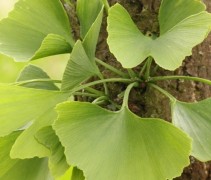 Ginkgo Biloba
