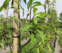 Japanse sierkers blad, jonge bomen aan bamboestok