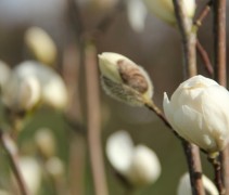 Knop Magnolia x 'Wildcat'