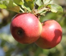Malus domestica 'Elstar'