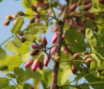 Robinia Ellioti