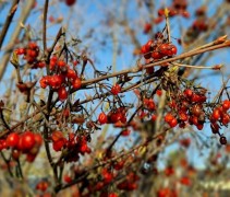 Viburnum Aurantiacum