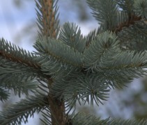 Blauwspar naalden