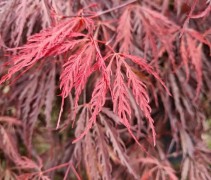japanse esdoorn blad
