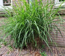 Miscanthus sinensis 'Strictus'