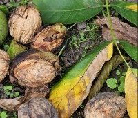 Juglans regia 'Bella Maria' - Walnoot 'Bella Maria' - 1