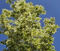 Acer platanoides 'Drummondii' - Gevlekte Noorse Esdoorn - 2