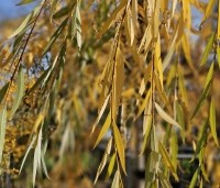 Salix sepulcralis 'Chrysocoma' - Treurwilg - 1