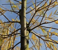 Salix sepulcralis 'Chrysocoma' - Treurwilg - 3