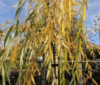 Salix sepulcralis 'Chrysocoma' - Treurwilg - 2