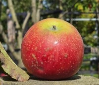 Malus dom. 'Jonagold' - Malus dom. 'Jonagold' - 1