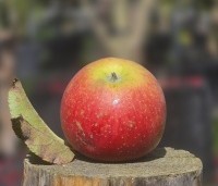 Malus dom. 'Jonagold' - Malus dom. 'Jonagold' - 2