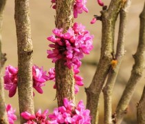 Cercis chinensis 'Avondale'  bloesem