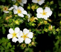 Potentilla Abbotswood