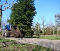 Sequoiadendron giganteum