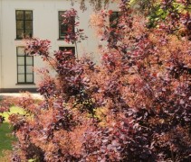 Toepassing Cotinus coggygria ‘Royal Purple’