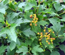 Viburnum opulus 'Compactus'