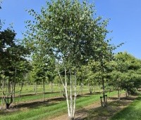 Betula utilis 'Doorenbos' - Himalayaberk - 2