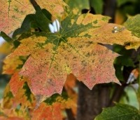 Acer platanoides - Noorse Esdoorn - herfst