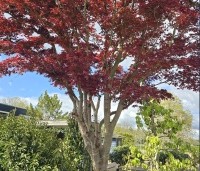 Acer palmatum 'Atropurpureum' - Japanse Esdoorn 'Atropurpureum' - 1