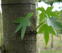 Liquidambar styraciflua 'Worplesdon' stam