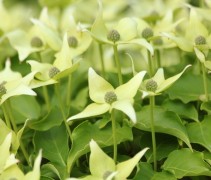 Cornus kousa Milky Way