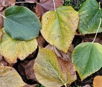 Tilia x europaea 'Euchlora' - Linde - 2