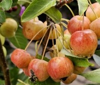 Malus 'Evereste' - Sierappel - 1